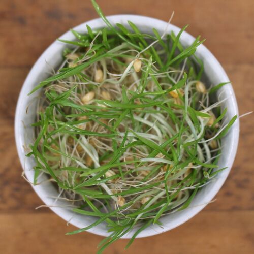 Sprouting Seeds- Wheatgrass 10g ORGANIC