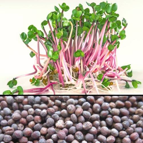 Radish- Red Arrow Sprouting