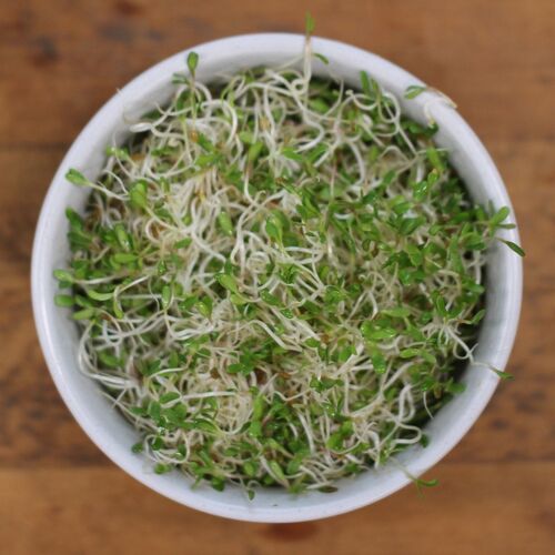 Sprouting Seeds- Broccoli 25g