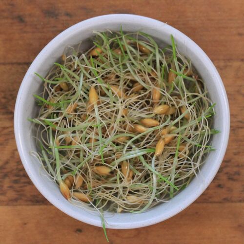 Sprouting Seeds- Oats 250g ORGANIC