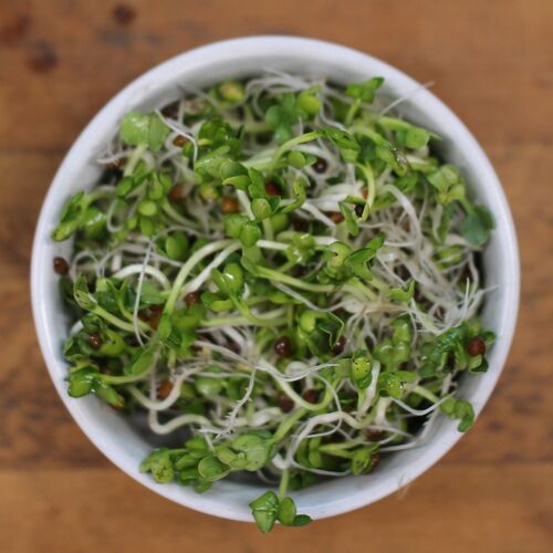 Radish- Japanese Sprouting