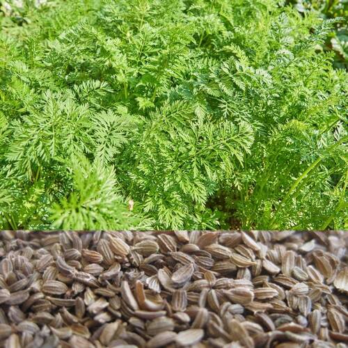 Carrot- Sprouting 10g