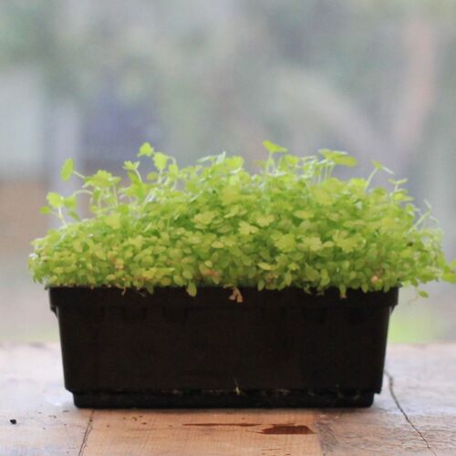 Celery- Sprouting