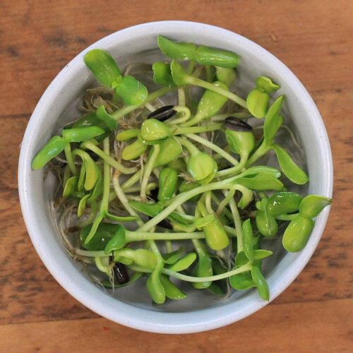 Sunflower- Sprouting 100g