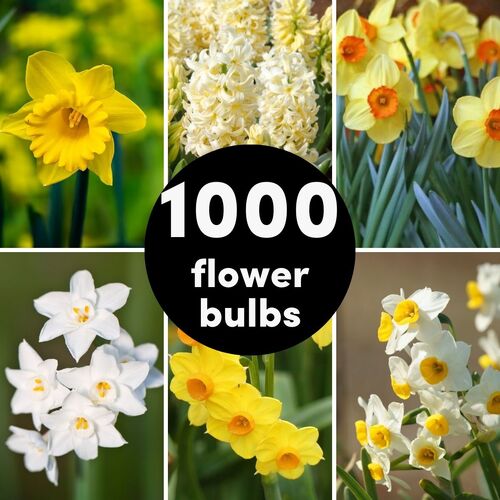 Bulb Mega Pack- 1000 Flower Bulbs