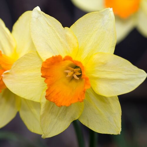 Daffodil- Red Devon (Bulb)