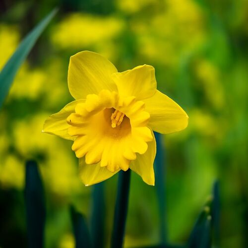 Daffodil- Yellow Trumpet (Bulb)