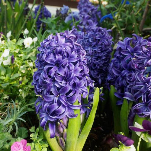 Hyacinth- Purple Star