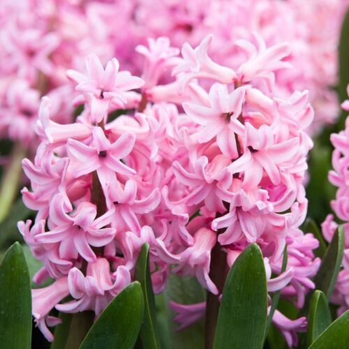 Hyacinth- Fondant (Bulb)