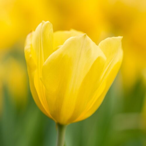 Tulip- Strong Gold