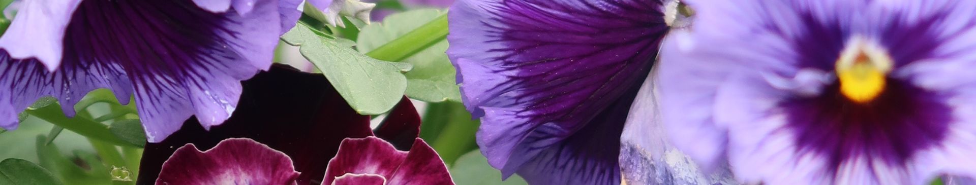 The Winter Garden Blues- Learning To Love The Quiet Season