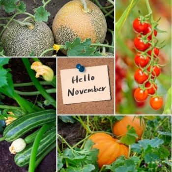 Garden Tips- November 2020