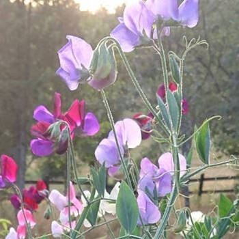 Top Tips for Growing Sensational Sweetpeas