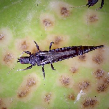 Spotting and Solving a Thrips Infestation