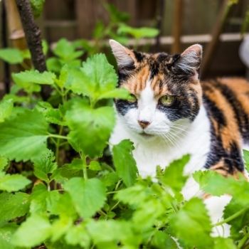 Catnip: A Perennial Feline Favourite for Your Herb Garden