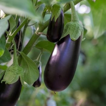 How to Grow Eggplant: From Seed to Harvest