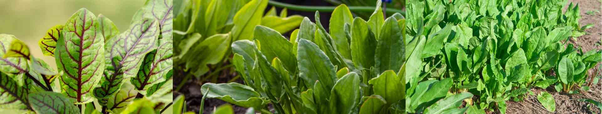 Growing Sorrel: A Tangy Leafy Green for Your Garden