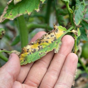 Tomato Diseases: A Visual Guide to Discoloured and Distorted Leaves