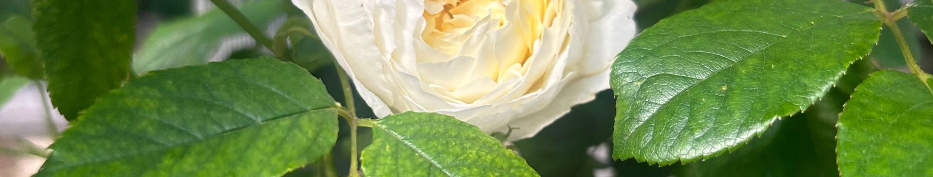 How to Plant Bare-Rooted Roses
