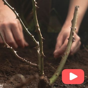 How to Plant Bare-Rooted Roses