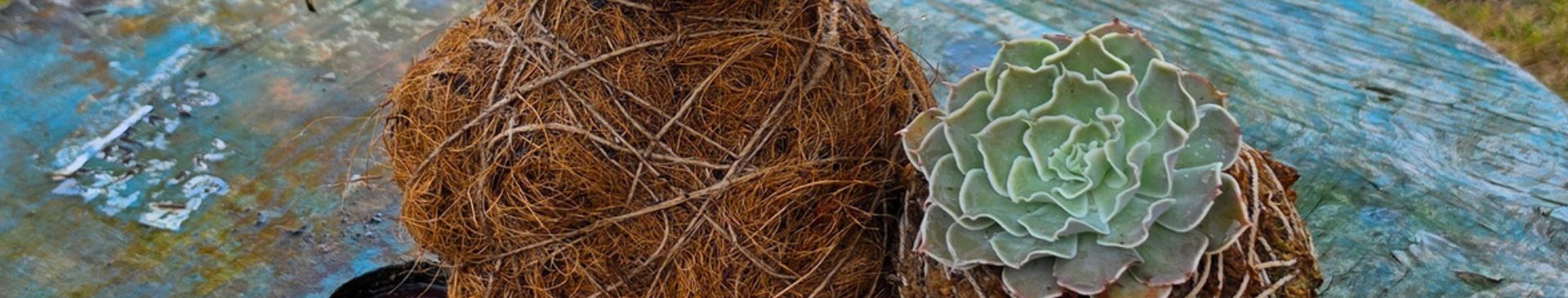 How To Make Kokedama With Coconut Fibre