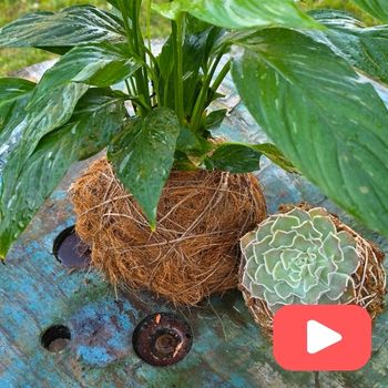 How To Make Kokedama With Coconut Fibre