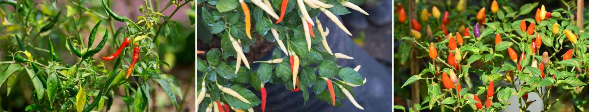 Tips for Growing the Hottest Chilli Peppers 