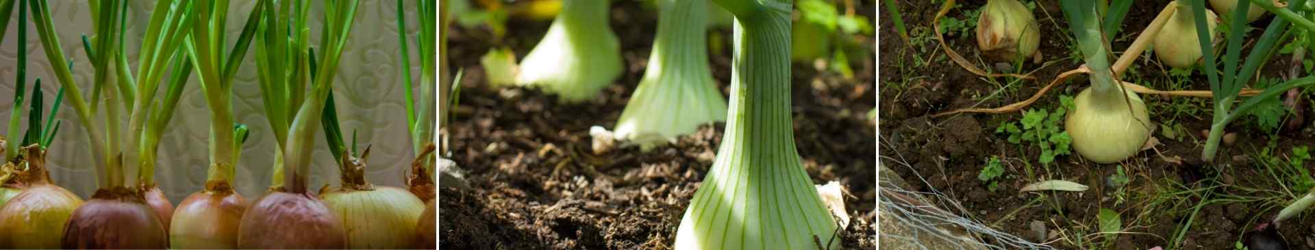 Let’s Explore the Onion (Allium) Family!