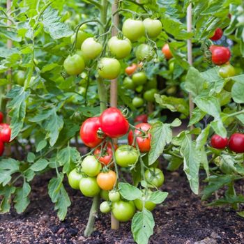 A Guide to Pruning and Training Your Tomatoes