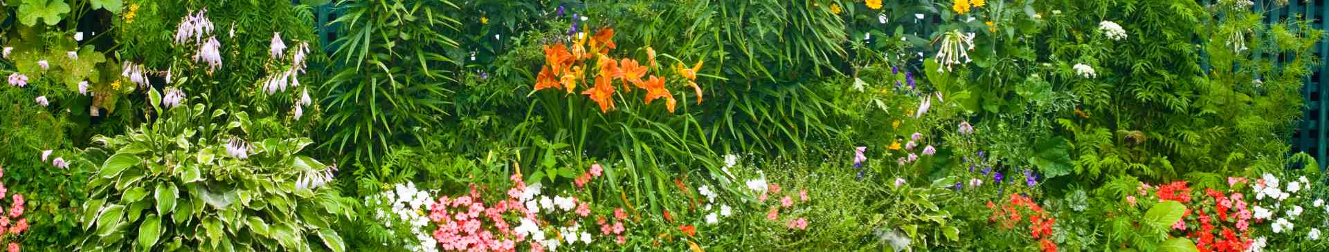 Cottage Gardens: Design and Planting Tips to Fill Your Garden with Colour