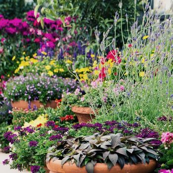 Cottage Gardens: Design and Planting Tips to Fill Your Garden with Colour