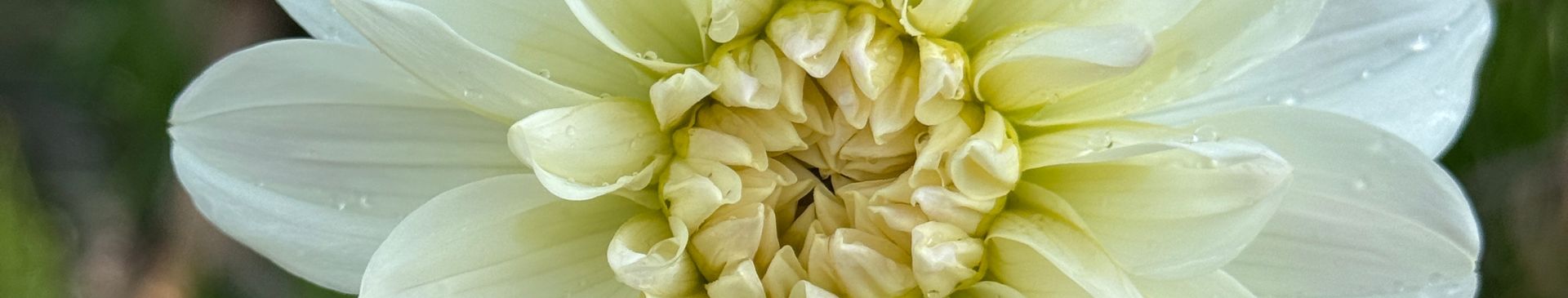 How To Divide Dahlia Tubers