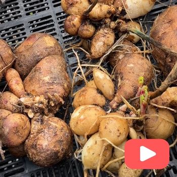 How To Divide Dahlia Tubers