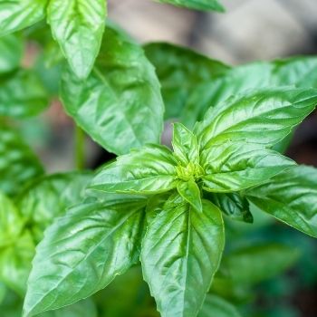 Why You Should Grow Basil - True Royalty Among Herbs