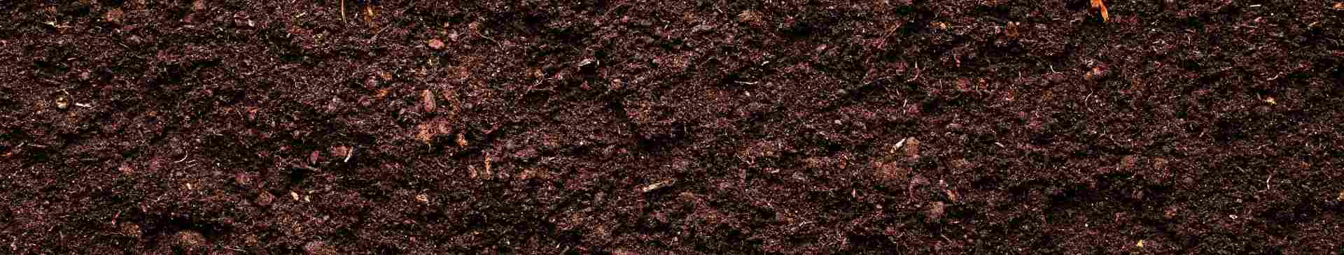 Garden Tips- July 2020