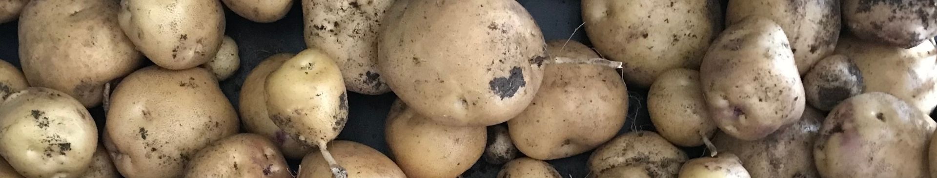 5 Storage Crops Every Gardener Should Grow
