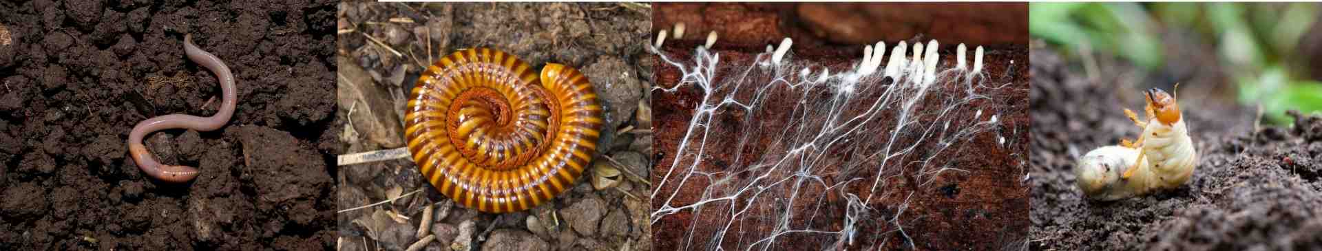 What’s in a handful of soil? Understanding the Soil Food Web