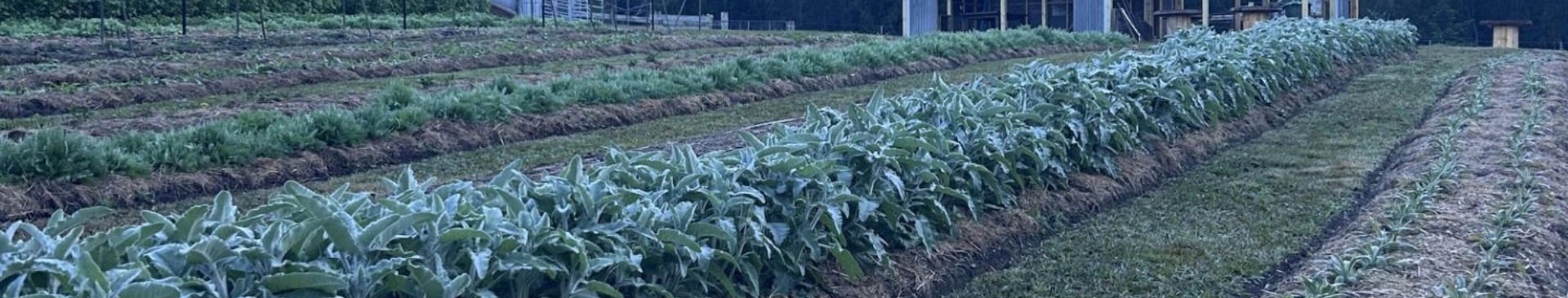 No-till Garden Beds For Cut Flowers