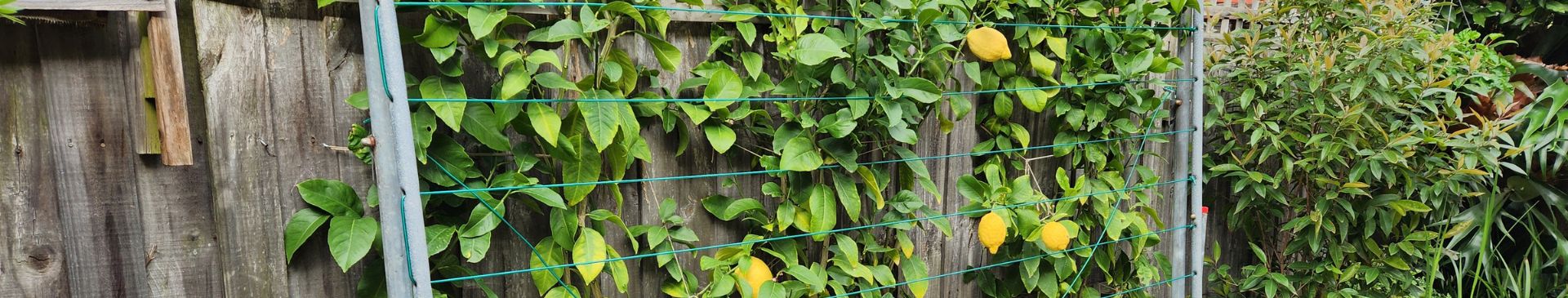 Espaliering Lemon Trees On A Budget