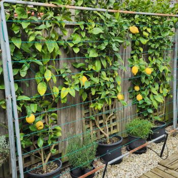 Espaliering Lemon Trees On A Budget