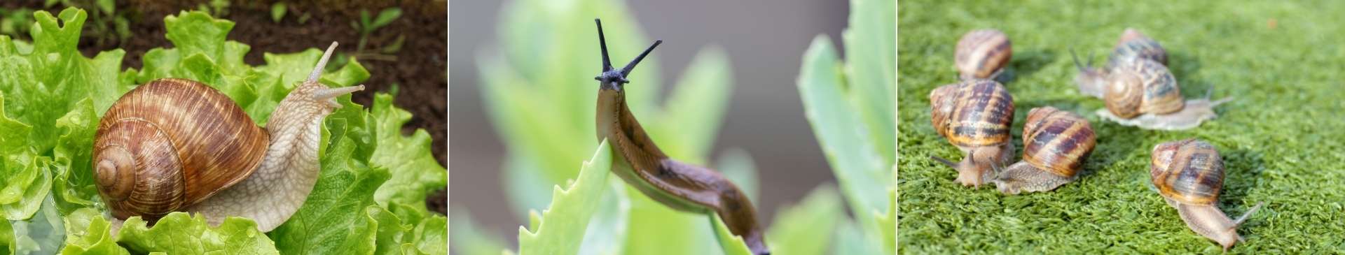 Dealing with Slugs and Snails in an Organic Garden