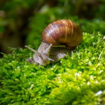 Dealing with Slugs and Snails in an Organic Garden