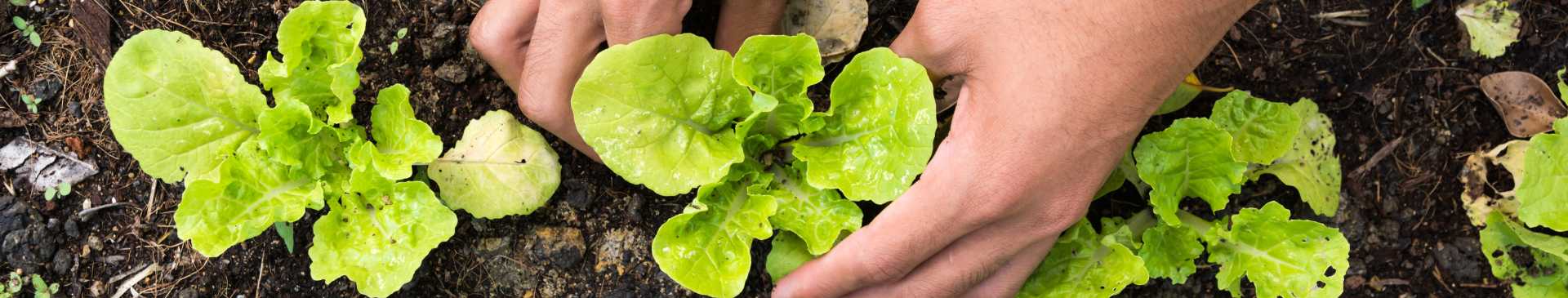 A Beginner's Guide to an Incredible, Edible Kitchen Garden