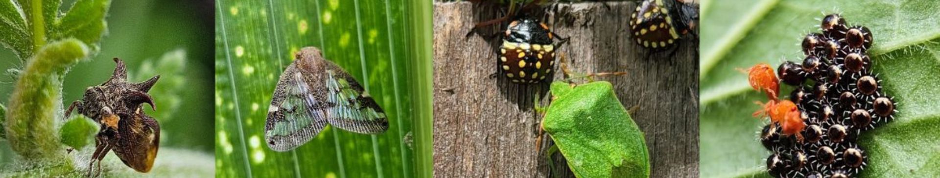 Friend, Foe or Both? Let's Talk About Insects in the Garden