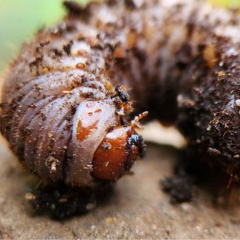 Friend, Foe or Both? Let's Talk About Insects in the Garden