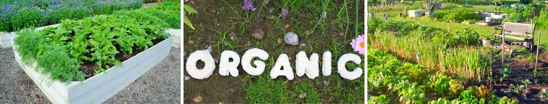 Starting an Organic Garden