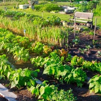 Starting an Organic Garden