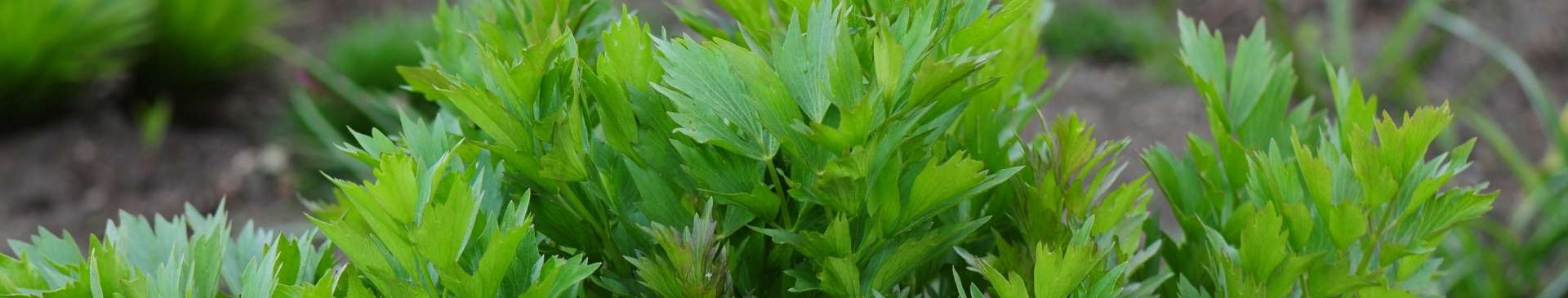 Lovage: An Underappreciated Herb That's Easy to Grow