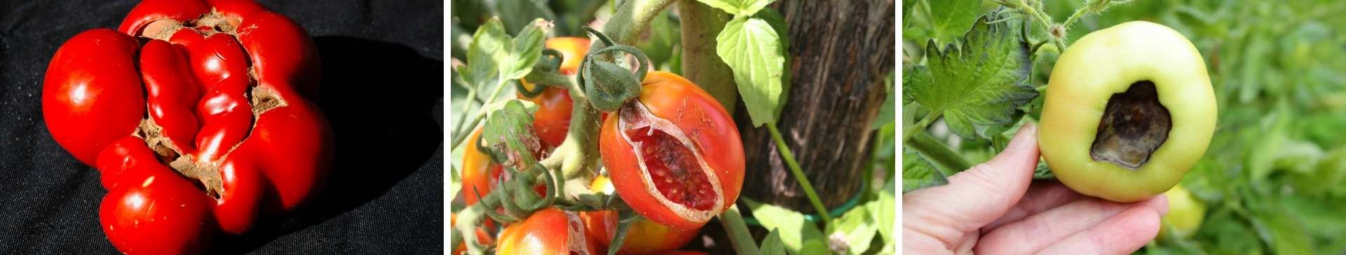 16 Common Tomato-Growing Problems - and How to Solve Them 