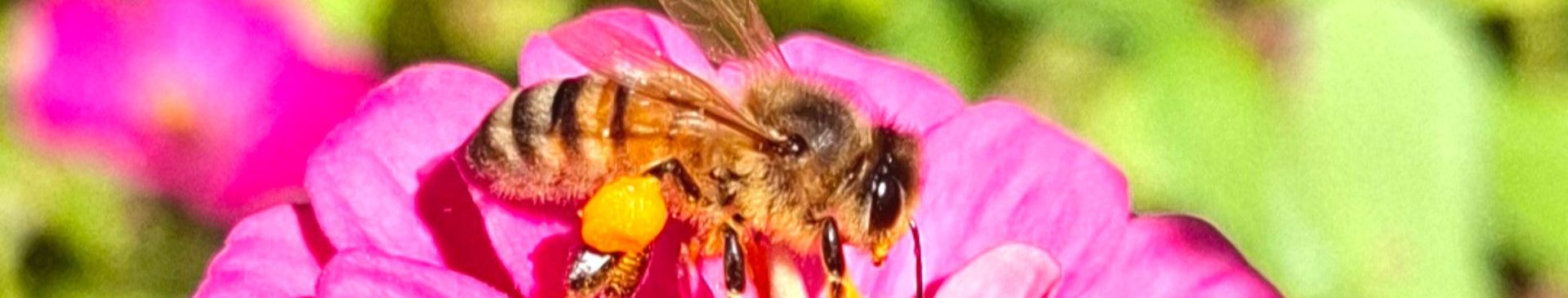 From Garden To Pollinator- Why Flowers Matter